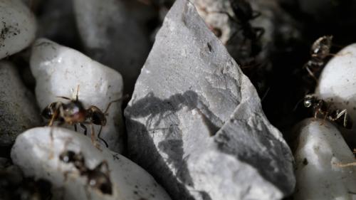 Ameisenschattentheater