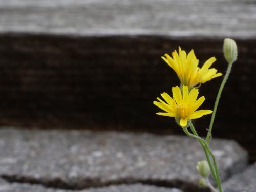Gelbe-Bluete-dunkler-Hintergrung