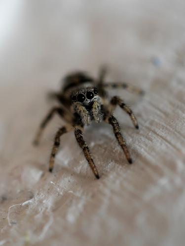 Spinne-mit-Sonnenbrille