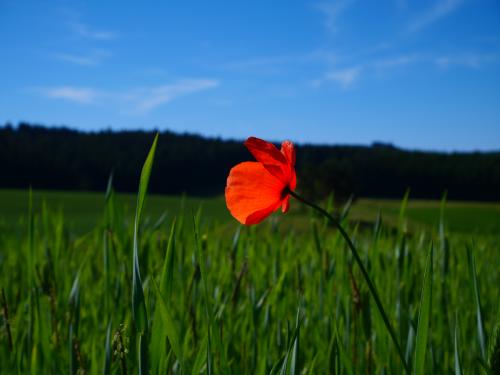 Halm-und-Mohn